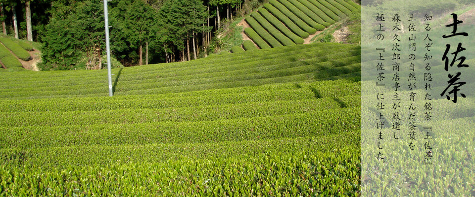 土佐茶